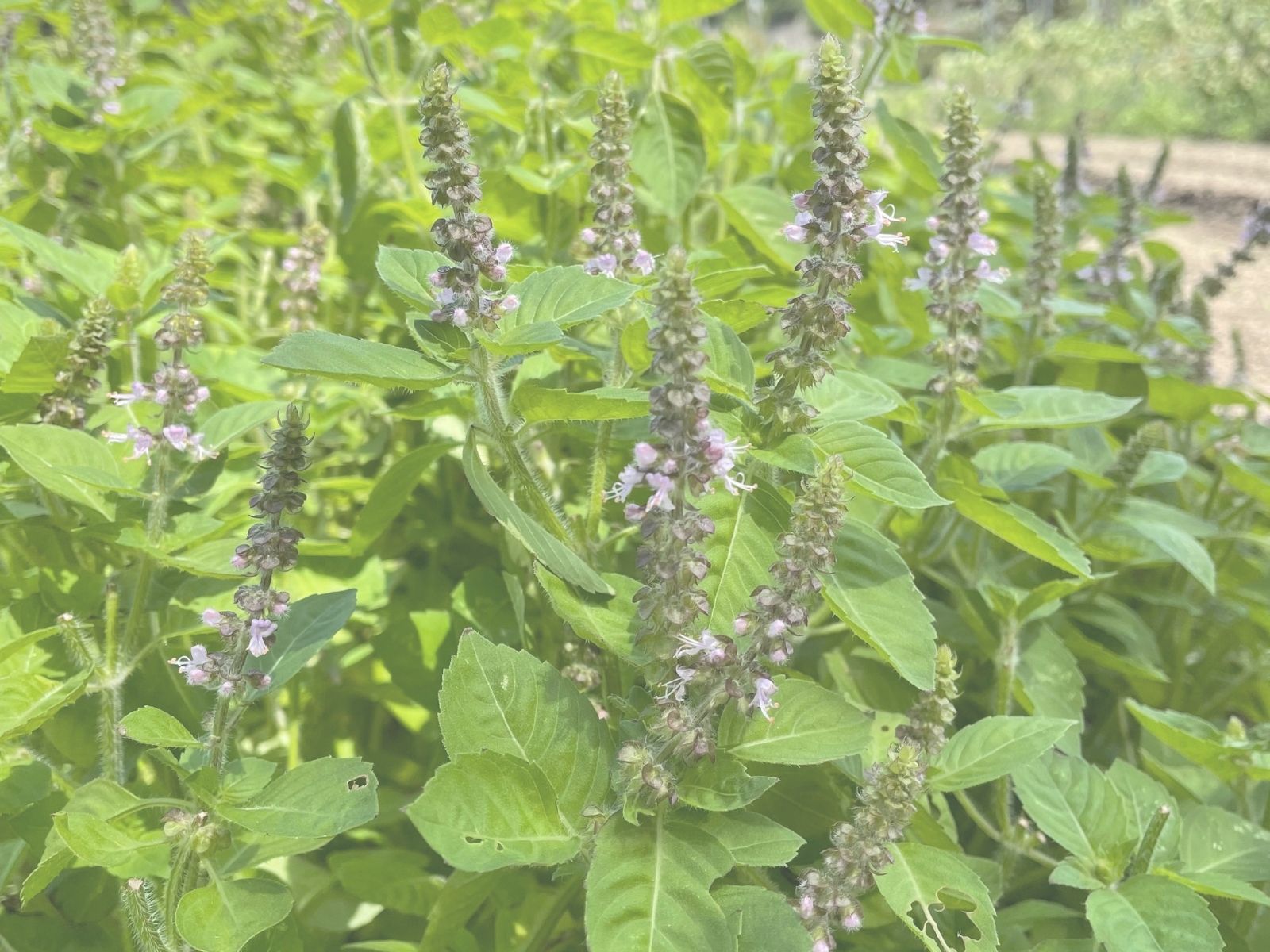 畑で花穂をつけたホーリーバジル